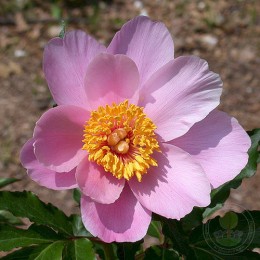 Пион Дон Пинк / Пинк Принцесс