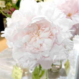 Пион Дорис Купер