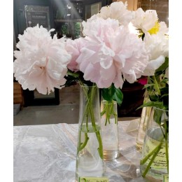 Пион Дорис Купер