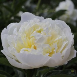 Пион Дюшес де Немур