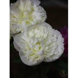 Пион Дюшес де Немур