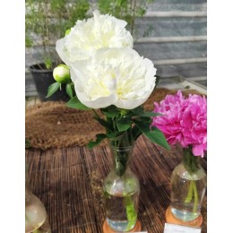 Пион Дюшес де Немур