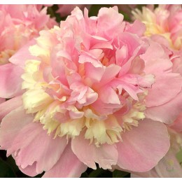 Пион Иденс Перфьюм