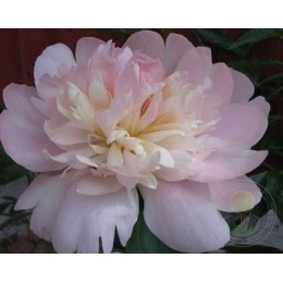 Пион Иденс Перфьюм