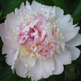 Пион Иденс Перфьюм