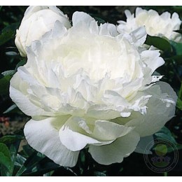 Пион Эльза Сасс