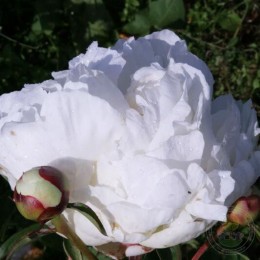 Пион Эльза Сасс