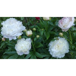 Пион Флоренс Николс