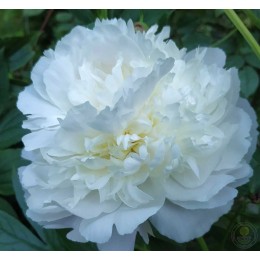 Пион Флоренс Николс