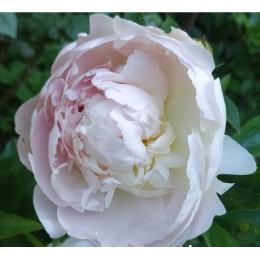 Пион Флоренс Николс