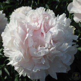 Пион Джин Уайльд