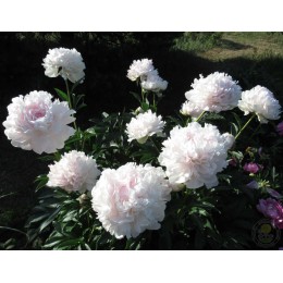 Пион Джин Уайльд