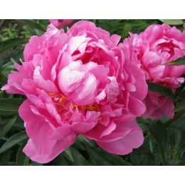 Пион Жильбер Бартело