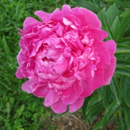 Пион Глори Аллилуйя