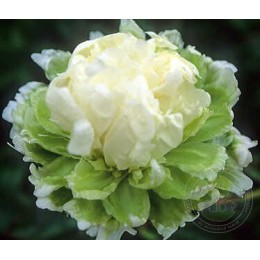 Пион Грин Хало