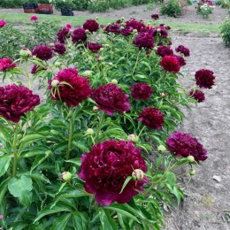 Пион Хайлайт