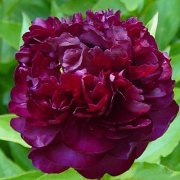 Пион Хайлайт