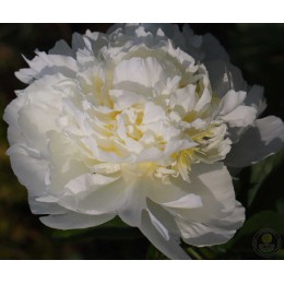 Пион Айвори Виктори