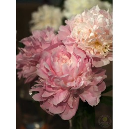 Пион Джеймс Пиллоу