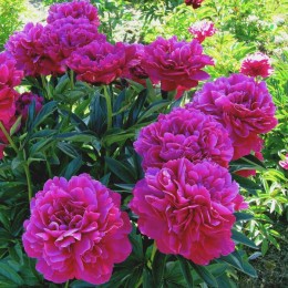 Пион Канзас