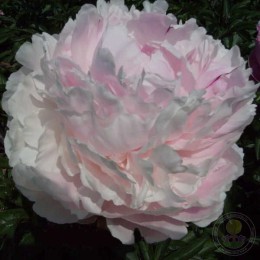 Пион Кёнигин Вильгельмина