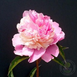 Пион Кёнигин Вильгельмина