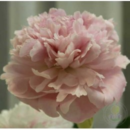 Пион Кёнигин Вильгельмина