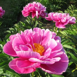 Пион Л`Етанслянт