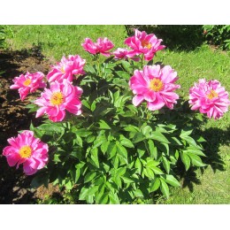 Пион Л`Етанслянт