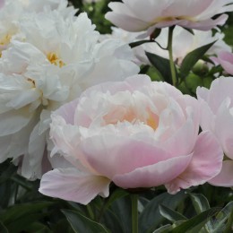 Пион Леди Александра Дафф