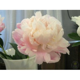 Пион Мэри Е.Николз