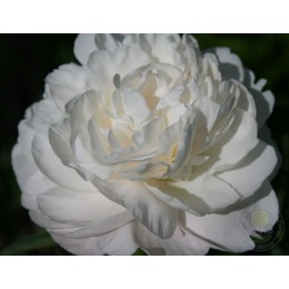 Пион Мэри Е.Николз