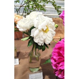 Пион Мисс Америка