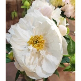 Пион Мисс Америка