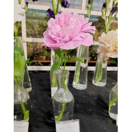 Пион Мисс Экхард