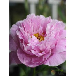 Пион Мисс Экхард