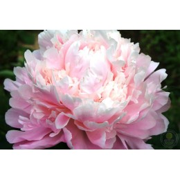 Пион Мун Ривер