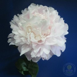 Пион Мун Ривер