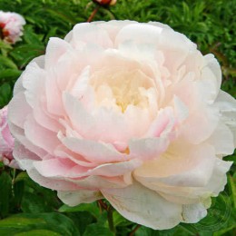 Пион Мун Ривер