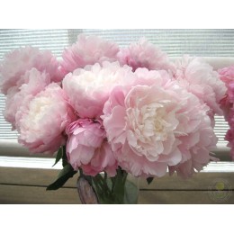 Пион Мун Ривер