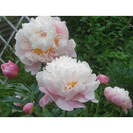 Пион Монинг Кисс