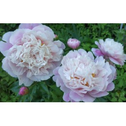 Пион Монинг Кисс