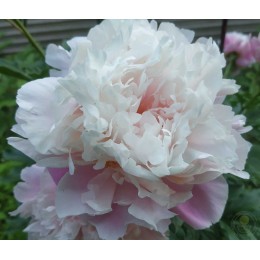 Пион Монинг Кисс