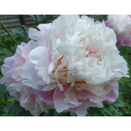 Пион Монинг Кисс