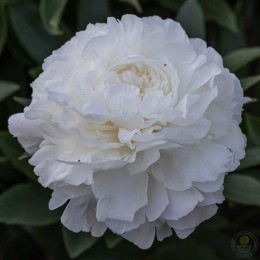 Пион Мазерс Чойс