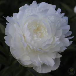 Пион Мазерс Чойс