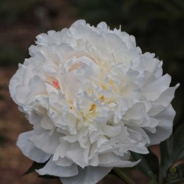 Пион Мазерс Чойс