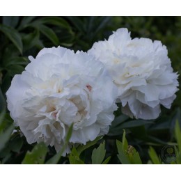 Пион Мазерс Чойс