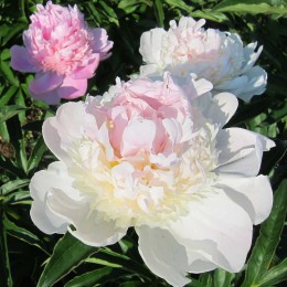 Пион Мистер Эд