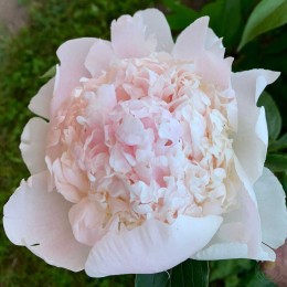 Пион Мистер Эд